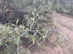 Sarcomphalus obtusifolius canescens