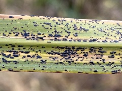 Puccinia emaculata