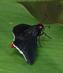 Pyrrhopyge phidias