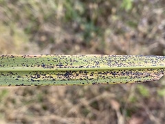 Puccinia emaculata