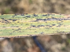 Puccinia emaculata