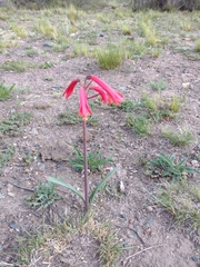 Zephyranthes graciliflora