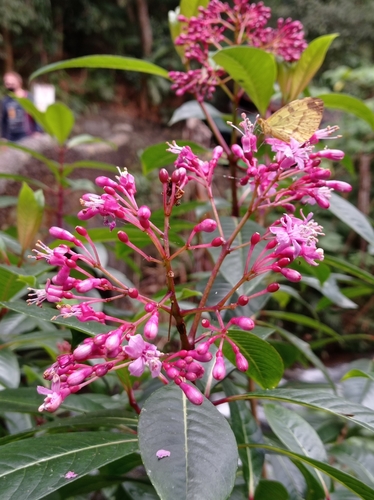 Fuchsia paniculata