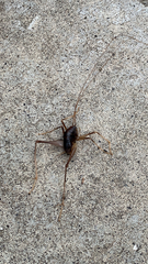 Atachycines apicalis apicalis