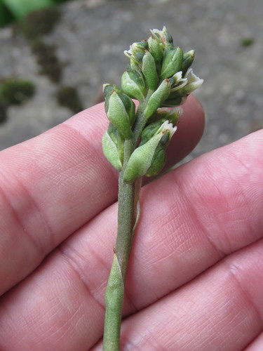 Image of Cyclopogon elatus by (c) Juan Carlos Caicedo Hernández, some rights reserved (CC BY)