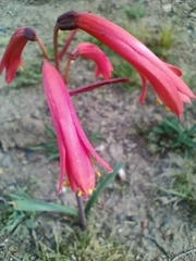 Zephyranthes graciliflora