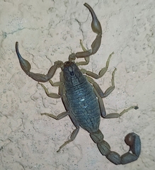 Hottentotta hottentotta