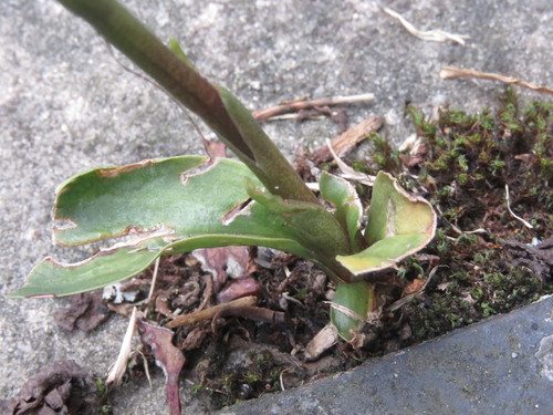Image of Cyclopogon elatus by (c) Juan Carlos Caicedo Hernández, some rights reserved (CC BY)