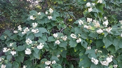Dombeya