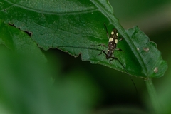 Probatiomimus schwarzeri