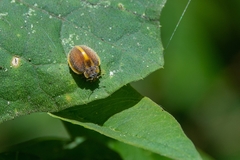 Epilachna clandestina