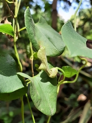 Aristolochia argentina