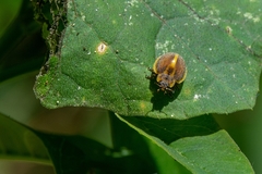 Epilachna clandestina