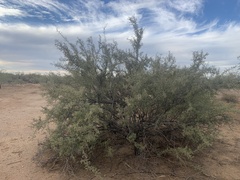 Sarcomphalus obtusifolius canescens