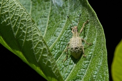 Cyrtomon