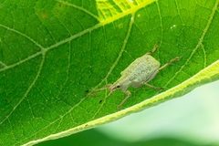 Cyrtomon