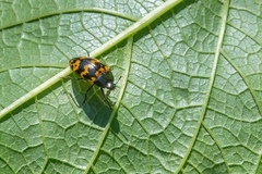 Iphiclus abdominalis