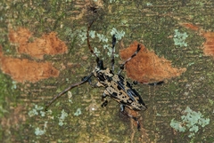 Steirastoma marmoratum