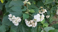 Dombeya