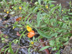 Calceolaria mexicana