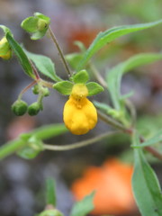 Calceolaria mexicana