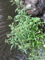 Calceolaria mexicana