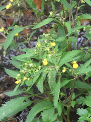 Calceolaria mexicana