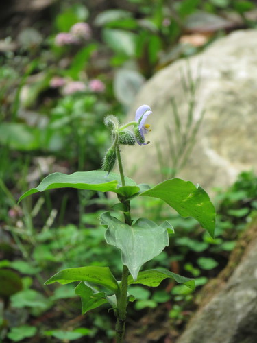 Tinantia erecta, photograph 3