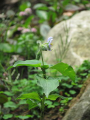 Tinantia erecta, photograph Juan Carlos Caicedo Hernández, CC BY, iNaturalist via GBIF