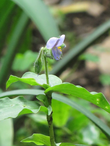 Tinantia erecta, photograph 2