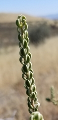 Mortonia scabrella
