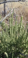 Mortonia scabrella