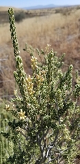 Mortonia scabrella