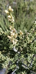 Mortonia scabrella
