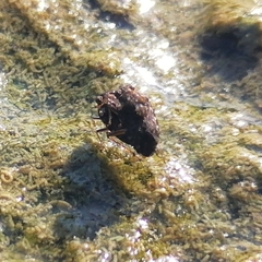 Ochteridae