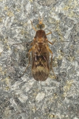 Sylvicola neozelandicus