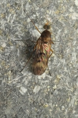 Sylvicola neozelandicus