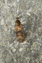 Sylvicola neozelandicus