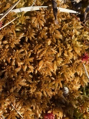 Sphagnum affine