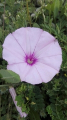 Convolvulus althaeoides althaeoides