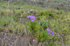 Vellozia compacta