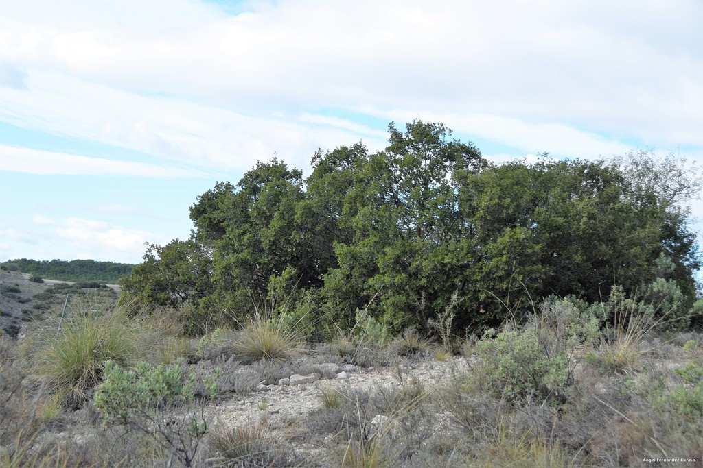 The high scrub of the area that approximates the Quercus faginea