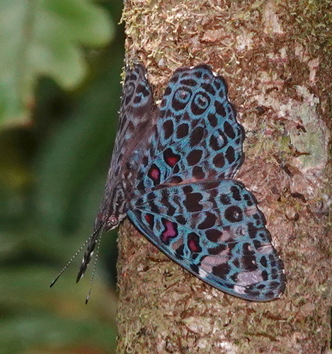 Subspecies Hamadryas chloe chloe · iNaturalist