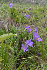 Vellozia compacta