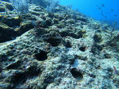 Rypticus bicolor