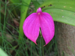 Masdevallia coccinea