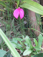 Masdevallia coccinea