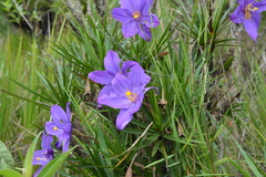 Vellozia compacta