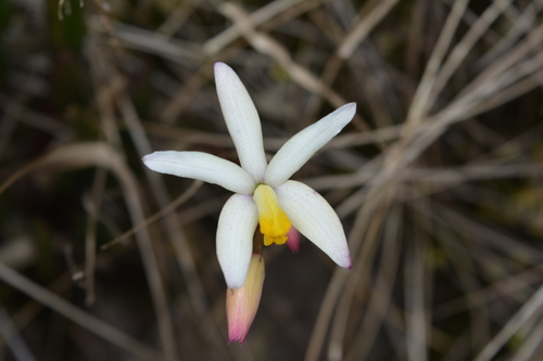 Fournieri Orchid