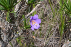 Vellozia compacta